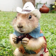 User profile picture